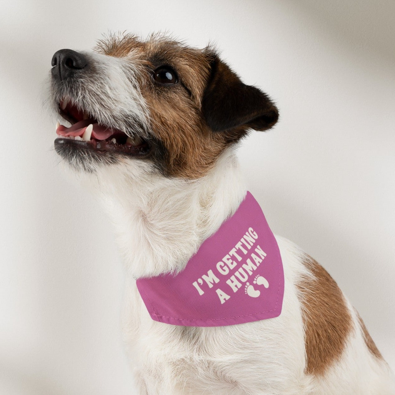 Girl Baby Gender Reveal Bandana Collar